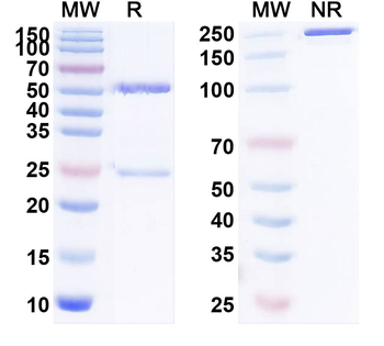 HMPV F/Fusion glycoprotein F0 Human Monoclonal Antibody