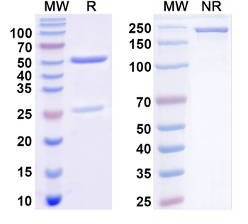 CD114/CSF3R/G-CSFR Human Monoclonal Antibody