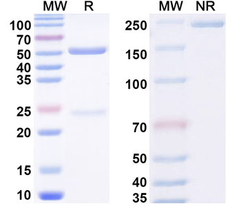 aPC/Activated protein C Mouse Monoclonal Antibody