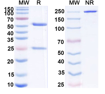 aPC/Activated protein C Human Monoclonal Antibody