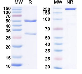 CD268/TNFRSF13C Mouse Monoclonal Antibody