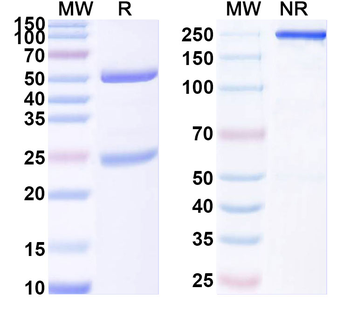 HRSV/hMPV Fusion glycoprotein Neutralizing Human Monoclonal Antibody