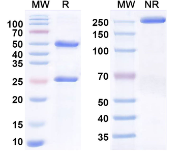 CD198/CCR8 Mouse Monoclonal Antibody