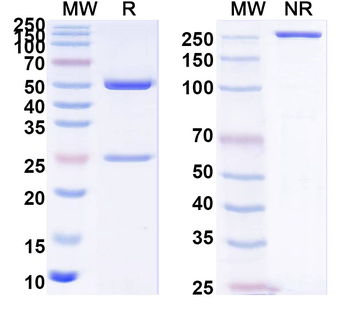 CD205/LY75 Human Monoclonal Antibody