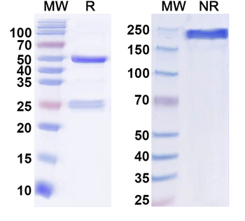ZIKV Envelope protein E Human Monoclonal Antibody
