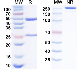 SARS-CoV-2 RBD (KP.2) Neutralizing Human Monoclonal Antibody