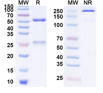 IFNa Rat Monoclonal Antibody