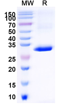 CD1d Camelus Monoclonal Antibody