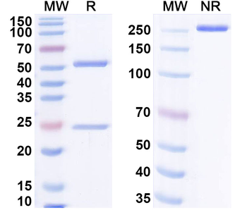 Hantaan virus/HTNV GP Human Monoclonal Antibody