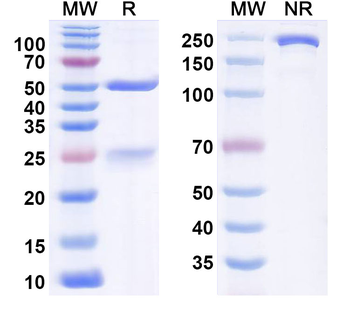 Hantaan virus/HTNV GP Human Monoclonal Antibody