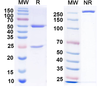 ASFV p30 Mouse Monoclonal Antibody