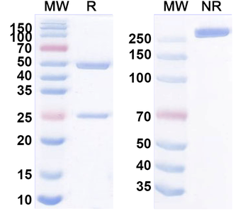 Nipah virus/NiV Glycoprotein G Human Monoclonal Antibody