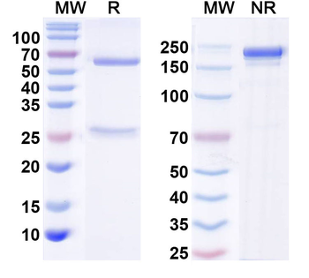 Orthohantavirus puumalaense GP/Envelopment polyprotein Human Monoclonal Antibody