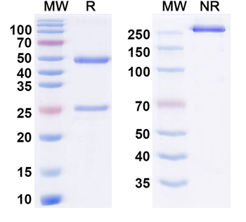 HCV E1/E2 Complex Human Monoclonal Antibody