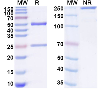SIRPA Rat Monoclonal Antibody