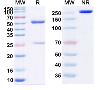 SARS-CoV S/Spike glycoprotein Human Monoclonal Antibody