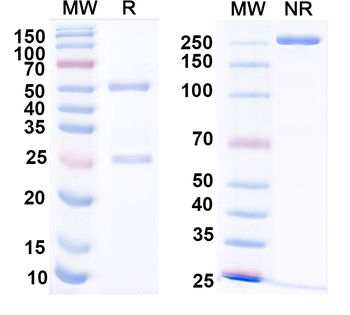 CD198/CCR8 Mouse Monoclonal Antibody