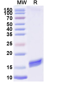 SARS-CoV-2 RBD Camelus Monoclonal Antibody