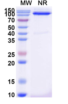 CD31/PECAM1 Mouse Monoclonal Antibody