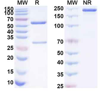 MAD2L1/MAD2 Mouse Monoclonal Antibody