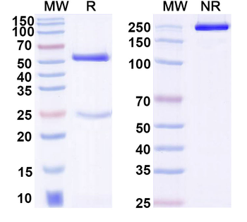 Ochratoxin A Mouse Monoclonal Antibody