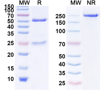 Fluorescein/mPD-L1 Mouse Monoclonal Antibody