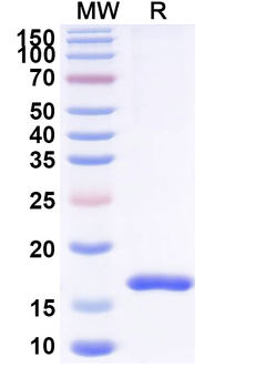 CD16/FcgR3 Camelus Monoclonal Antibody