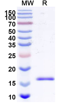 BAX Camelus Monoclonal Antibody