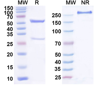 BAX Mouse Monoclonal Antibody