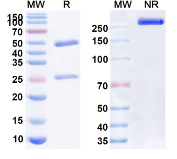 BAX Mouse Monoclonal Antibody