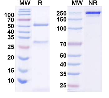 CBX5 Mouse Monoclonal Antibody
