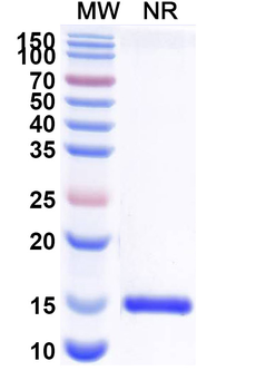 Human CD112/Nectin-2/PVRL2 Camelus Monoclonal Antibody