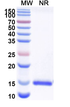 Human CD112/Nectin-2/PVRL2 Camelus Monoclonal Antibody