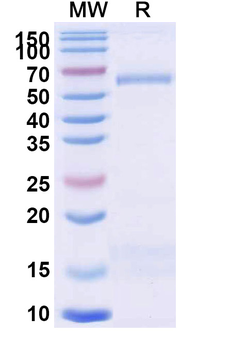 Trastuzumab Idiotypic Human Monoclonal Antibody