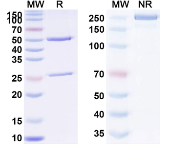 Helicobacter pylori Urease Mouse Monoclonal Antibody