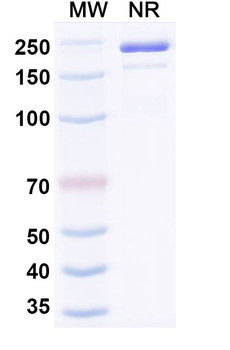 PD-L1/CD3e Mouse Monoclonal Antibody