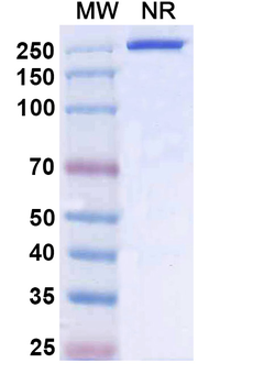 ERBB2/HER-2/CD3e Mouse Monoclonal Antibody