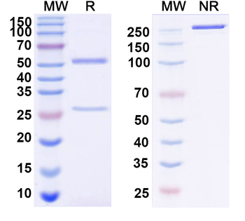 SARS-CoV-2 RBD Human Monoclonal Antibody