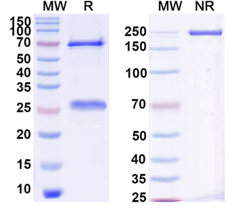 CD16a/FCGR3A Mouse Monoclonal Antibody