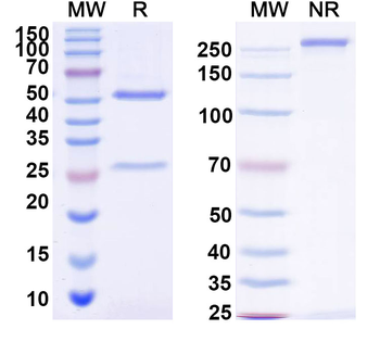 CDH17/Cadherin-17 Mouse Monoclonal Antibody