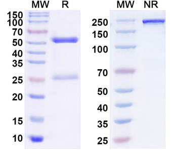 CDH17/Cadherin-17 Mouse Monoclonal Antibody