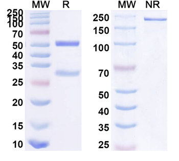 CD121b/IL1R2 Human Monoclonal Antibody