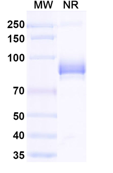 BVDV Envelope glycoprotein E2 Human Monoclonal Antibody