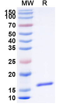CD66e/CEA/CEACAM5 Camelus Monoclonal Antibody