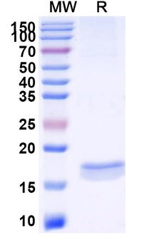 CXCL11/I-TAC Camelus Monoclonal Antibody