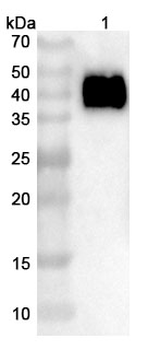 CD274/PD-L1/B7-H1 Camelus Monoclonal Antibody