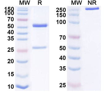 NECTIN4/PVRL4 Human Monoclonal Antibody