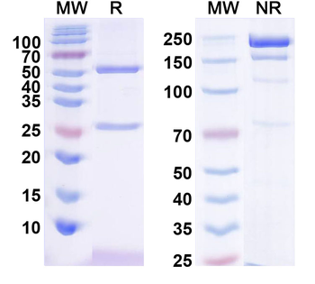 IL31 Canine Monoclonal Antibody