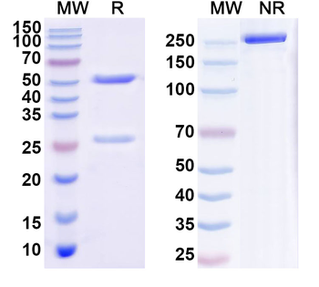 SARS-CoV-2 RBD Human Monoclonal Antibody