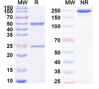 DKK1 Mouse Monoclonal Antibody